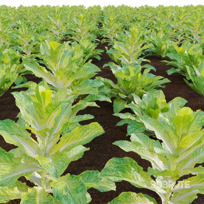 Lactuca sativa – Lettuce Image 3