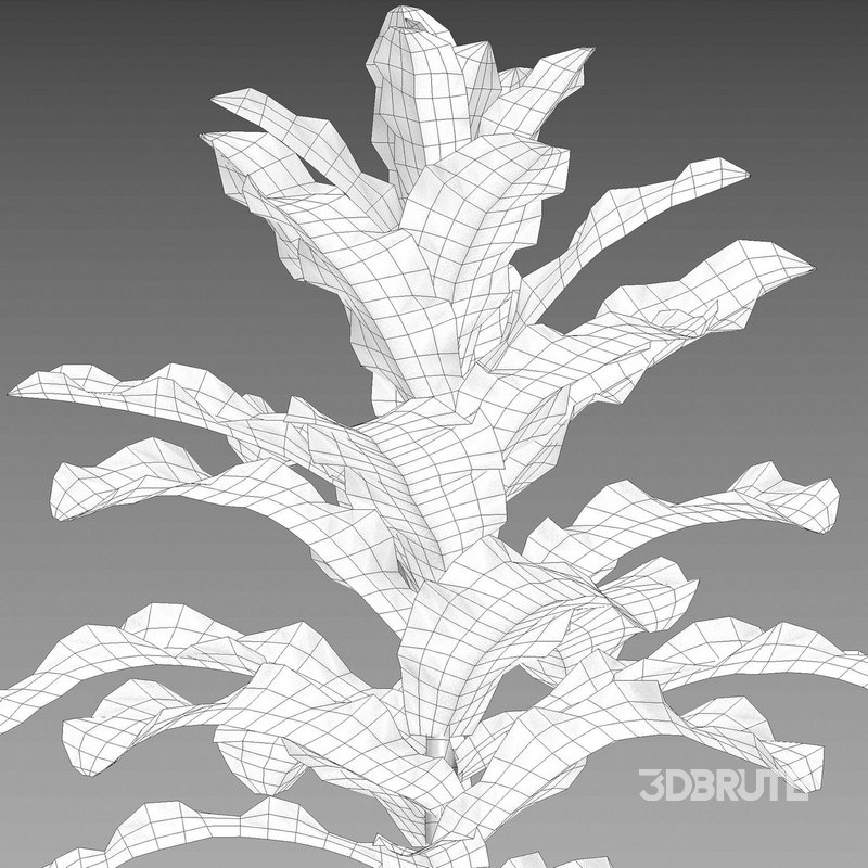 Lactuca sativa – Lettuce Image 5