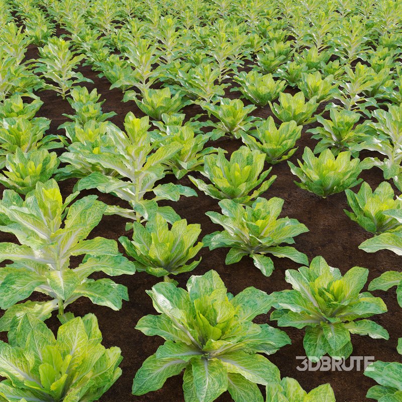 Lactuca sativa – Lettuce Image 4