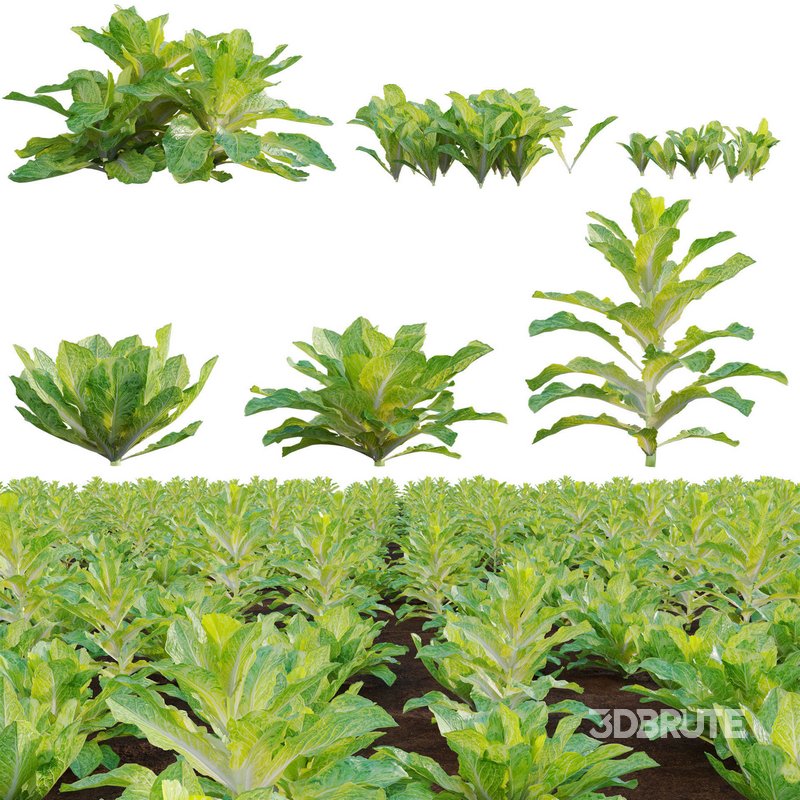 Lactuca sativa – Lettuce Image 1