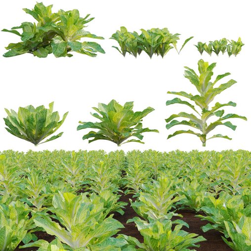 Lactuca sativa – Lettuce