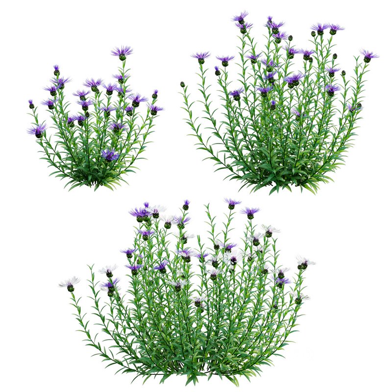 Centaurea – Cornflower – Bachelor button 01 Image 1