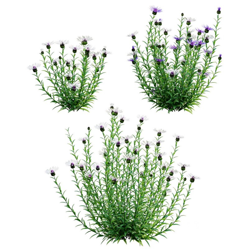 Centaurea – Cornflower – Bachelor button 02 Image 1