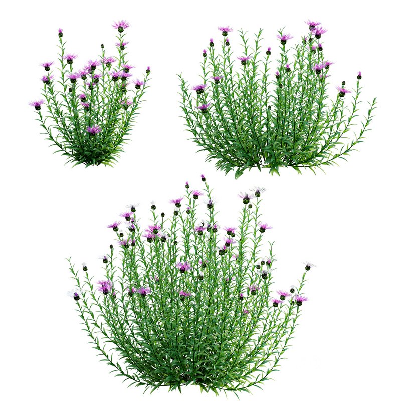 Centaurea – Cornflower – Bachelor button Image 1