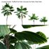 Licuala Grandis – Ruffled Fan Palm - Thumbnail 2