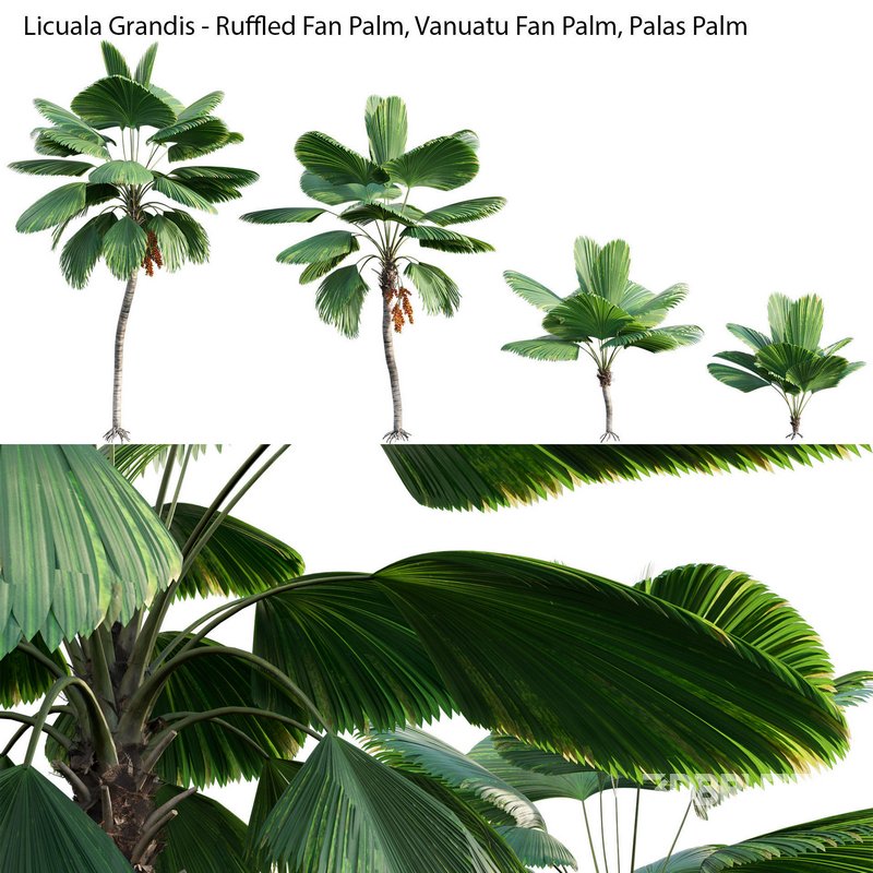 Licuala Grandis – Ruffled Fan Palm Image 2