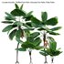 Licuala Grandis – Ruffled Fan Palm - Thumbnail 1
