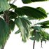 Licuala Grandis – Ruffled Fan Palm - Thumbnail 3