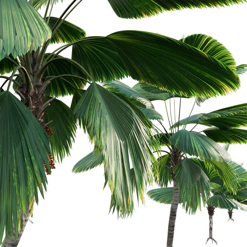 Licuala Grandis – Ruffled Fan Palm Image 3