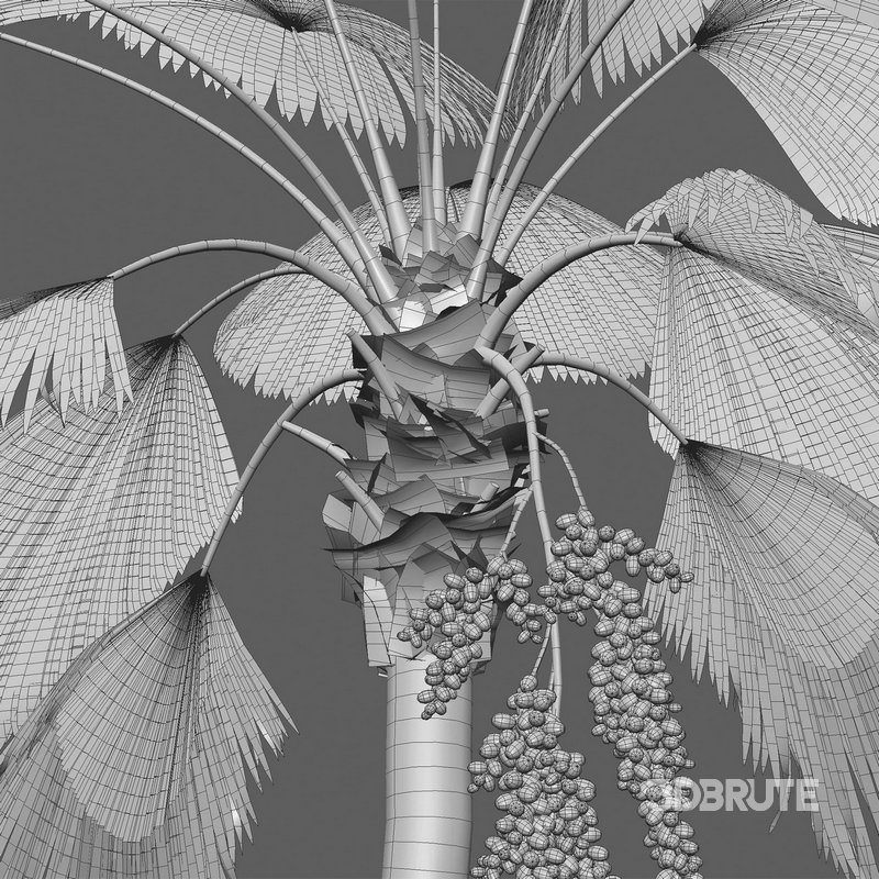 Licuala Grandis – Ruffled Fan Palm Image 4