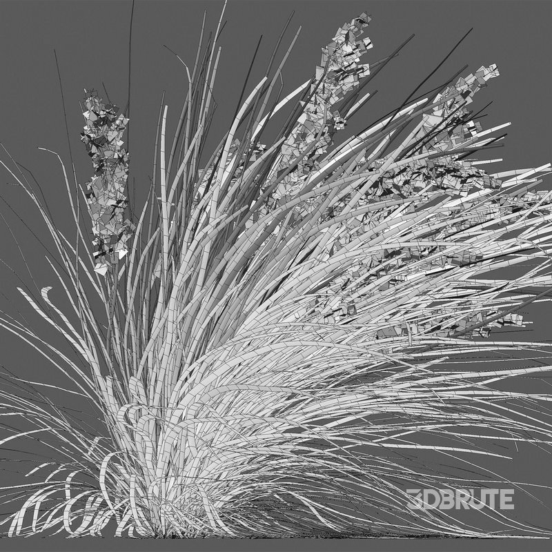 Lomandra Longifolia Nyalla – Mat Rush 02 Image 4