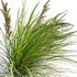 Lomandra Longifolia Nyalla – Mat Rush 02 - Thumbnail 3