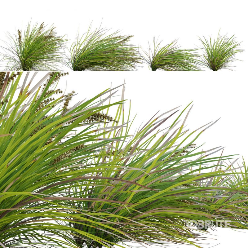 Lomandra Longifolia Nyalla – Mat Rush 02 Image 2