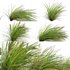 Lomandra Longifolia Nyalla – Mat Rush 02 - Thumbnail 1