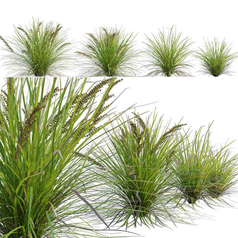 Lomandra Longifolia Nyalla – Mat Rush Image 2