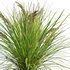 Lomandra Longifolia Nyalla – Mat Rush - Thumbnail 3