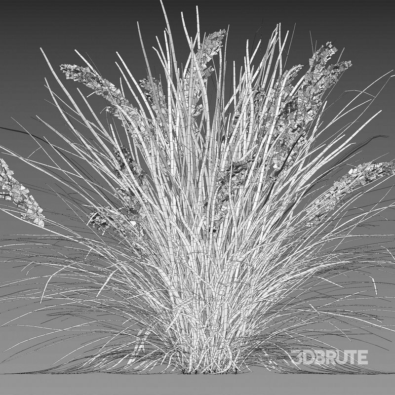 Lomandra Longifolia Nyalla – Mat Rush Image 4