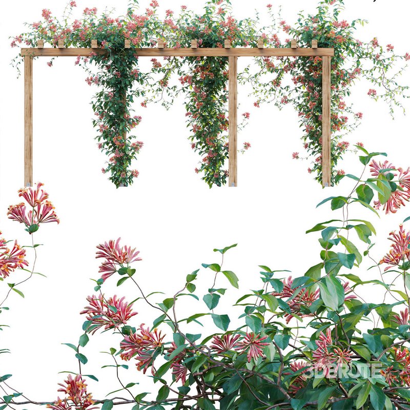 Lonicera Mandarin – Honeysuckle 01 Image 1