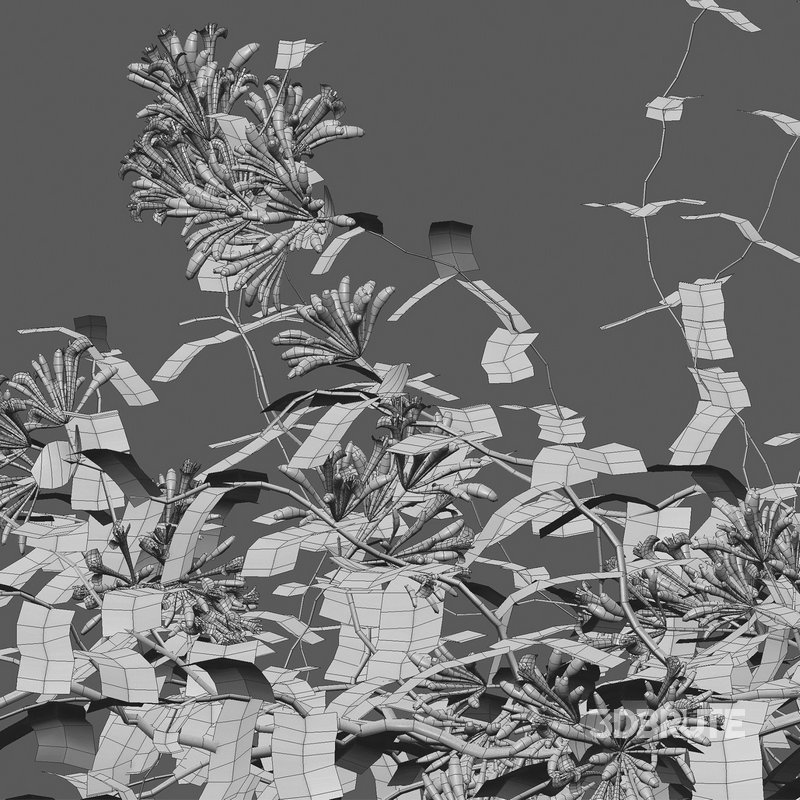 Lonicera Mandarin – Honeysuckle 02 Image 5