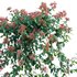 Lonicera Mandarin – Honeysuckle 03 - Thumbnail 2