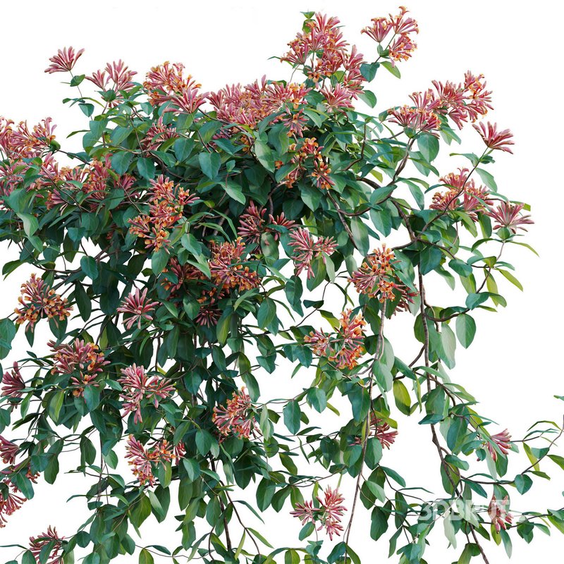 Lonicera Mandarin – Honeysuckle 02 Image 3