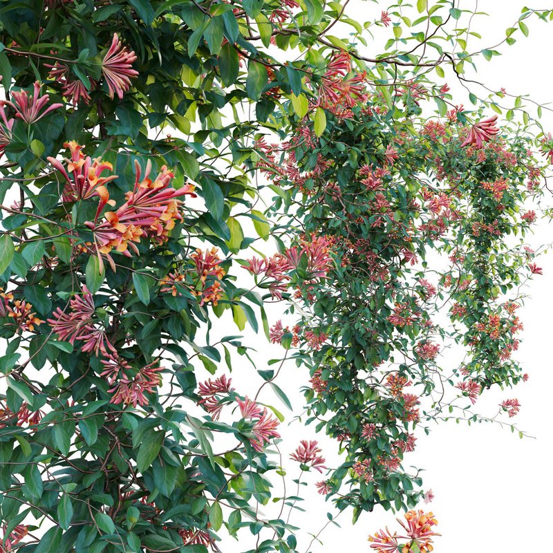 Lonicera Mandarin – Honeysuckle 03 Image 3