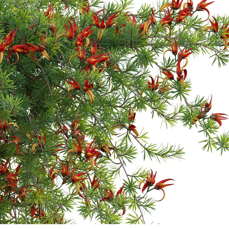 Lotus berthelotii – Parrots Beak 02 Image 4