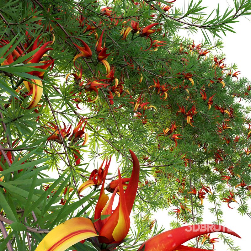 Lotus berthelotii – Parrots Beak 02 Image 3