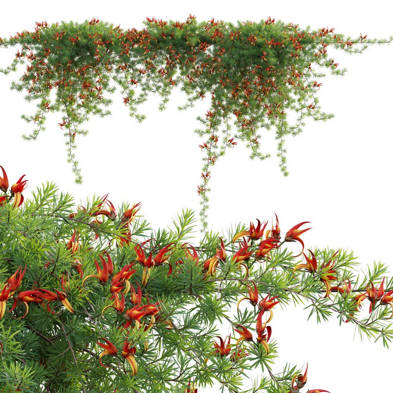 Lotus berthelotii – Parrots Beak 02 Image 2