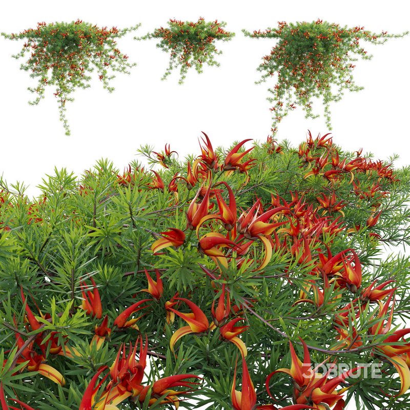 Lotus berthelotii – Parrots Beak 02 Image 1