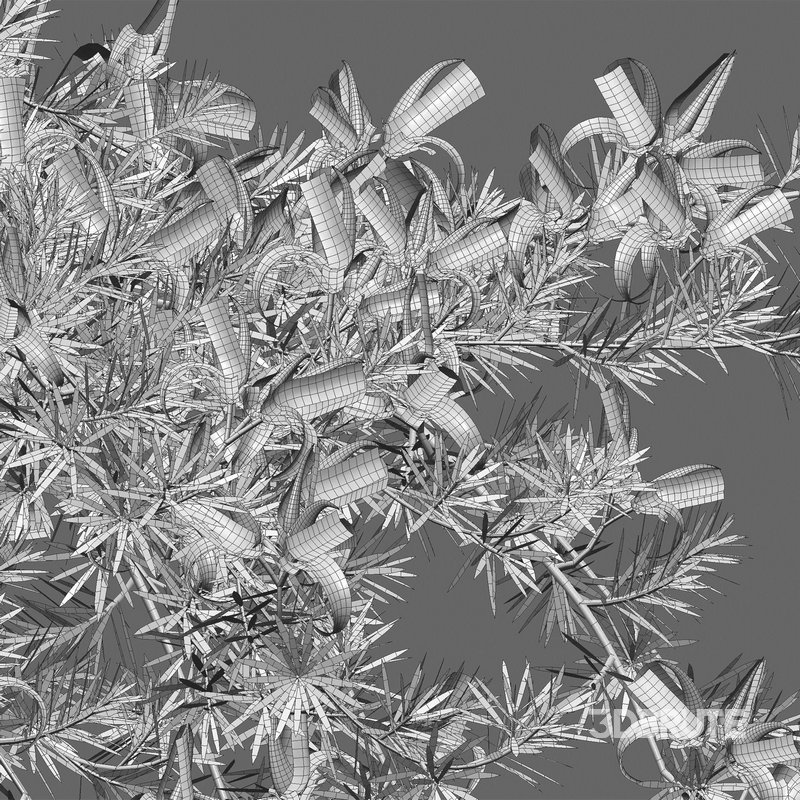 Lotus berthelotii – Parrots Beak 02 Image 5