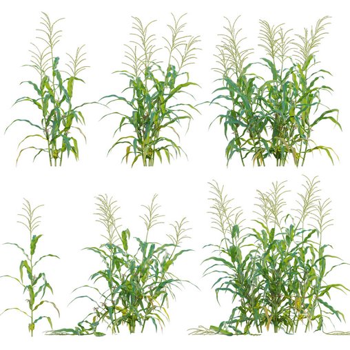 Maize – Zea mays – Corn