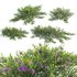 Melaleuca thymifolia – Honey Myrtle – Thyme Honey Myrtle 02 - Thumbnail 1