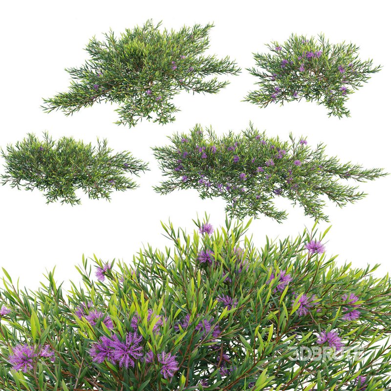 Melaleuca thymifolia – Honey Myrtle – Thyme Honey Myrtle 02 Image 1