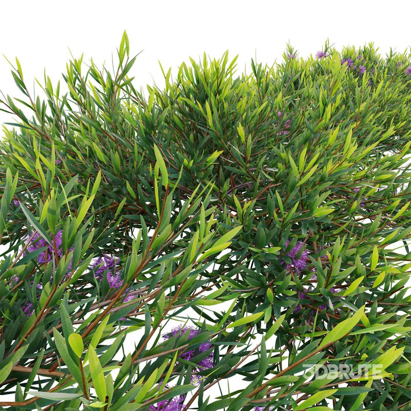 Melaleuca thymifolia – Honey Myrtle – Thyme Honey Myrtle 02 Image 2