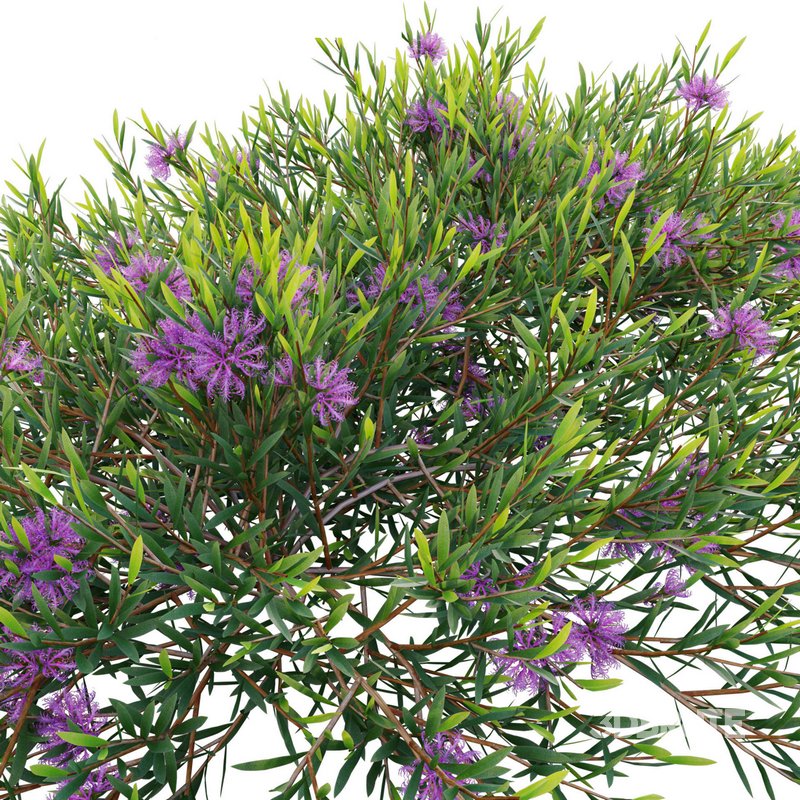 Melaleuca thymifolia – Honey Myrtle – Thyme Honey Myrtle 02 Image 3