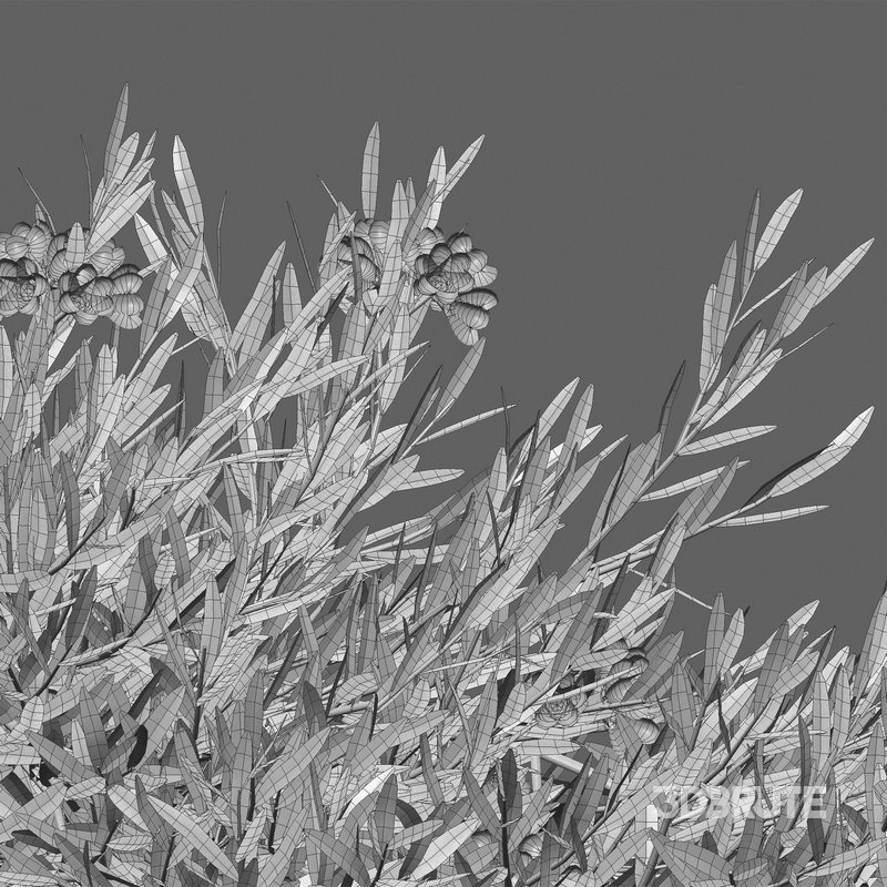 Melaleuca thymifolia – Honey Myrtle – Thyme Honey Myrtle 02 Image 4