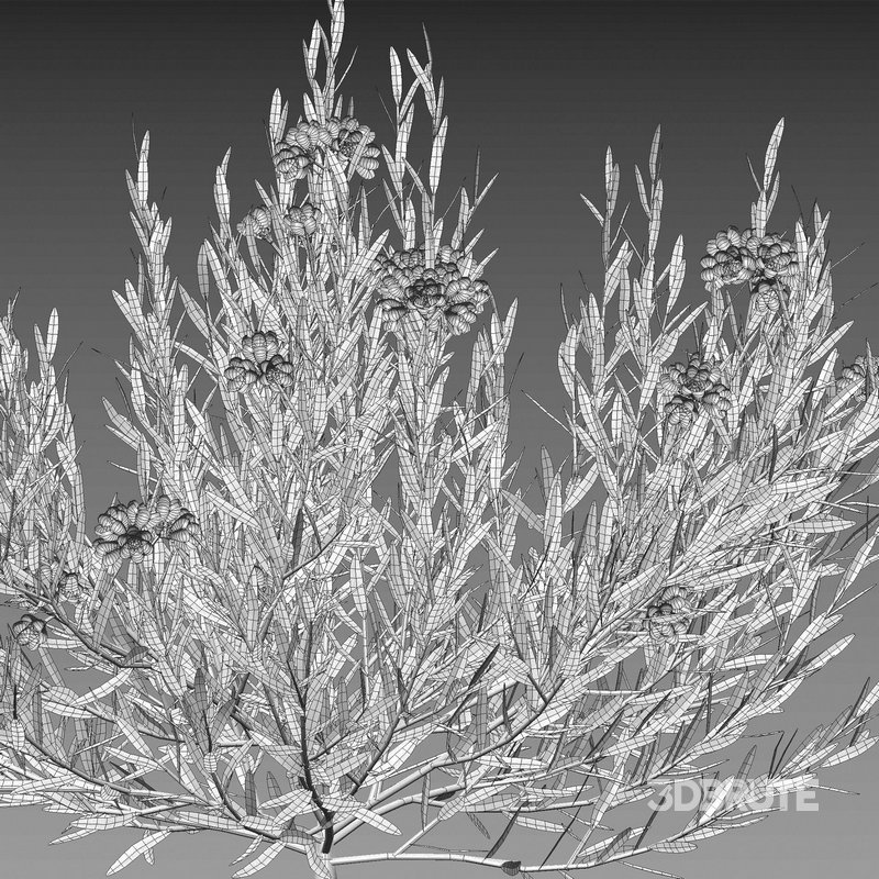 Melaleuca thymifolia – Honey Myrtle – Thyme Honey Myrtle Image 5