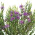 Melaleuca thymifolia – Honey Myrtle – Thyme Honey Myrtle - Thumbnail 3