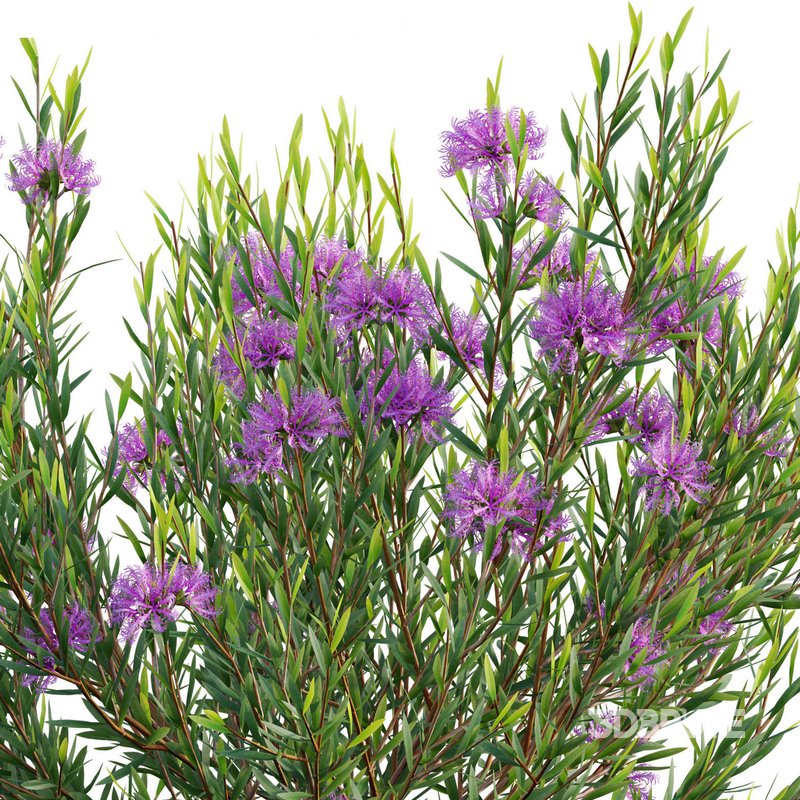 Melaleuca thymifolia – Honey Myrtle – Thyme Honey Myrtle Image 3
