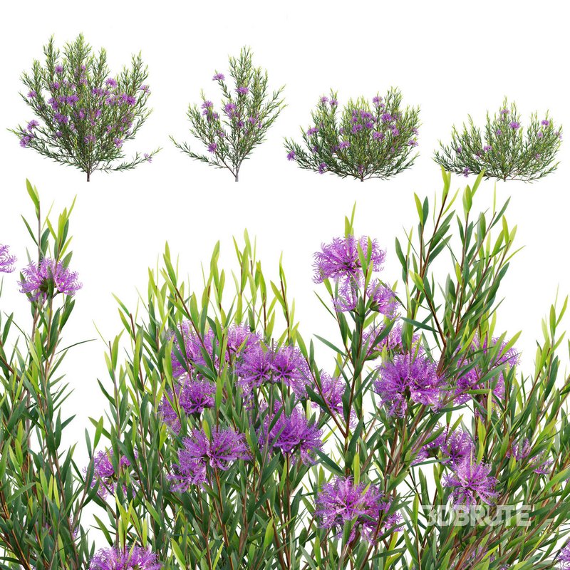 Melaleuca thymifolia – Honey Myrtle – Thyme Honey Myrtle Image 1