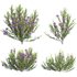 Melaleuca thymifolia – Honey Myrtle – Thyme Honey Myrtle - Thumbnail 2