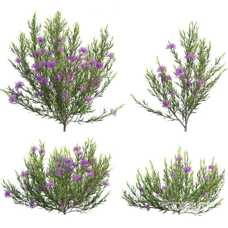 Melaleuca thymifolia – Honey Myrtle – Thyme Honey Myrtle Image 2