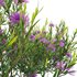 Melaleuca thymifolia – Honey Myrtle – Thyme Honey Myrtle - Thumbnail 4