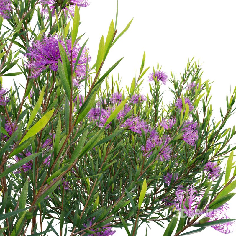 Melaleuca thymifolia – Honey Myrtle – Thyme Honey Myrtle Image 4