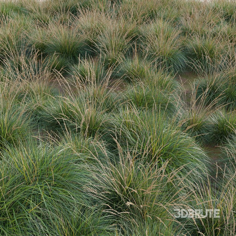 Muhlenbergia rigens – Deer Grass Image 3