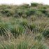 Muhlenbergia rigens – Deer Grass - Thumbnail 2
