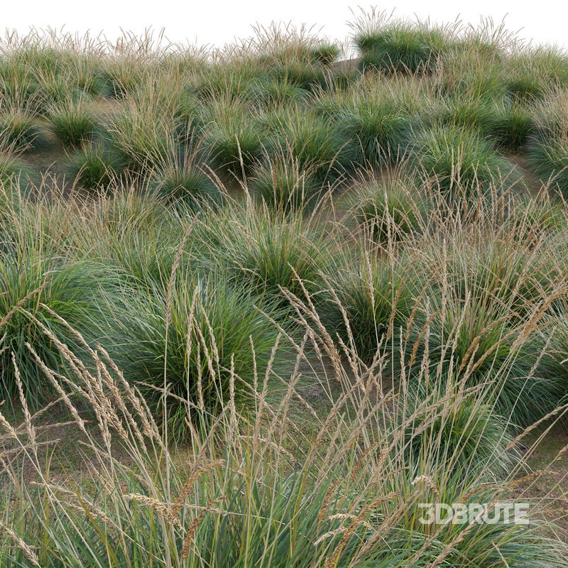 Muhlenbergia rigens – Deer Grass Image 2
