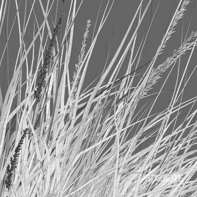 Muhlenbergia rigens – Deer Grass Image 5
