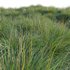 Muhlenbergia rigens – Deer Grass - Thumbnail 4